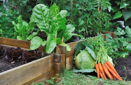 Jardin potager.jpg