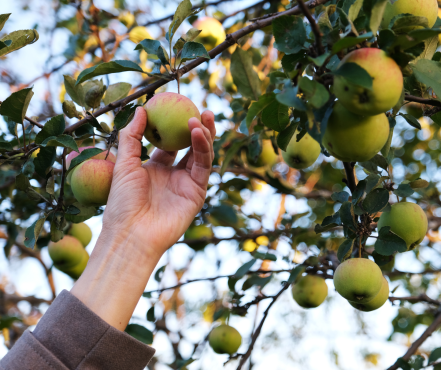 06 fruits pour tous.png