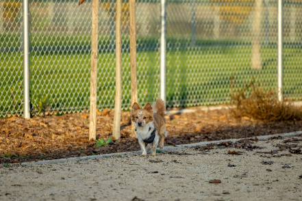 Image d'illustration pour : Parc à chien sécurisé