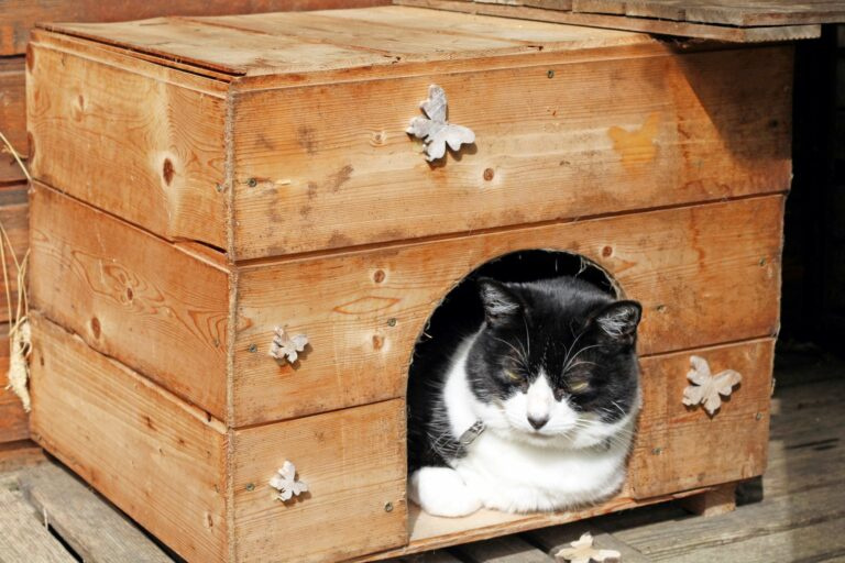Image d'illustration pour : Maison pour chat errant