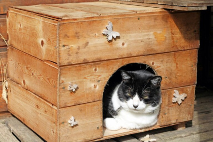Image d'illustration pour : Maison pour chat errant