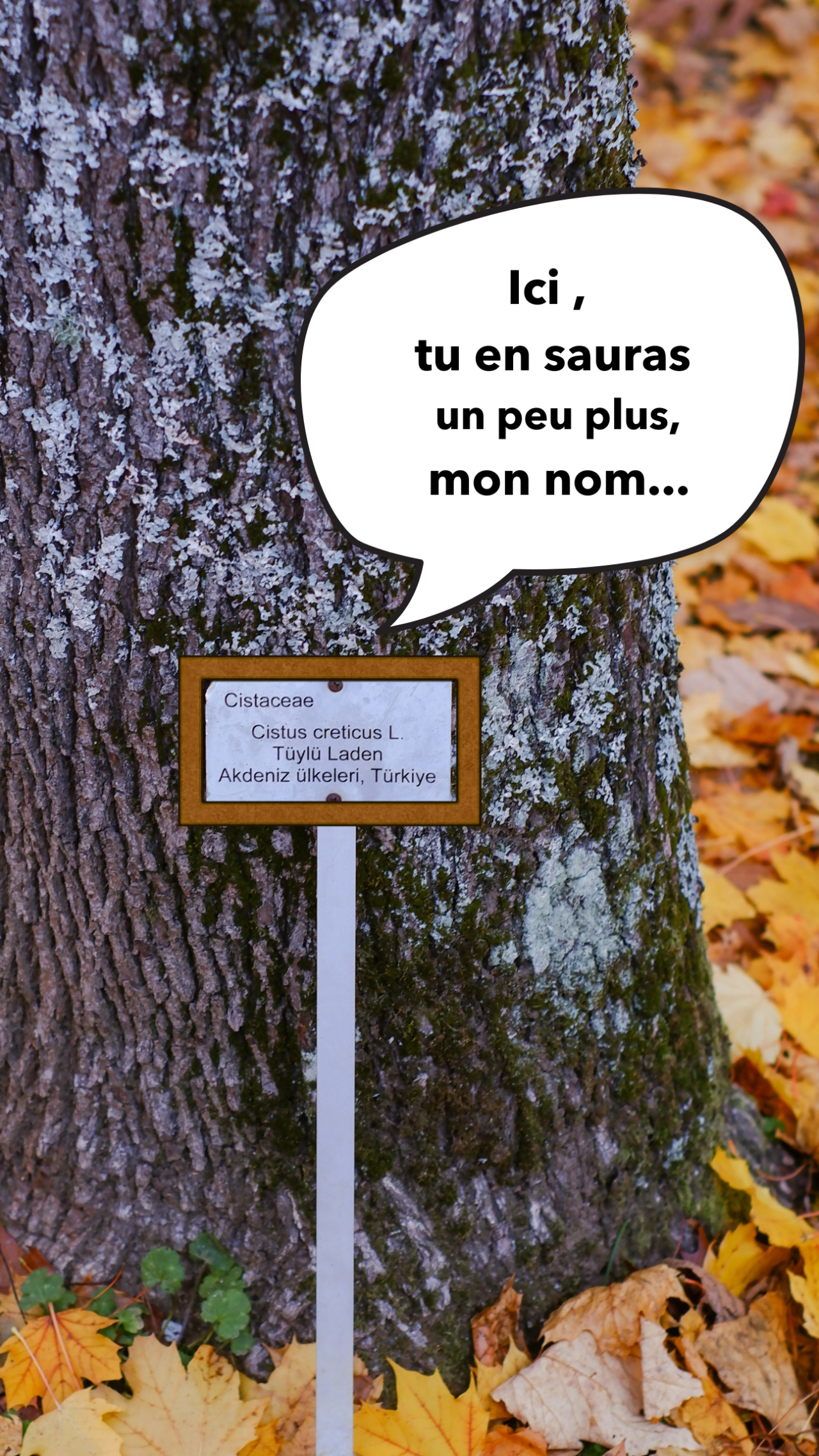 Image d'illustration pour : Identifier les arbres