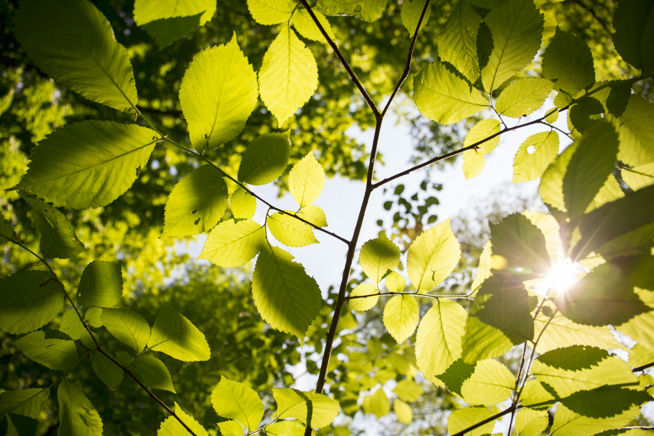 Image d'illustration pour : Créer des espaces arborés